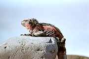 Picture 'Eq1_21_28 Iguana, Marine Iguana, Galapagos, Espanola, Punta Suarez'